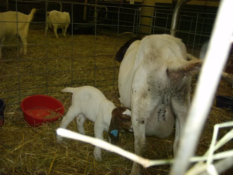 BabyGoats003.jpg