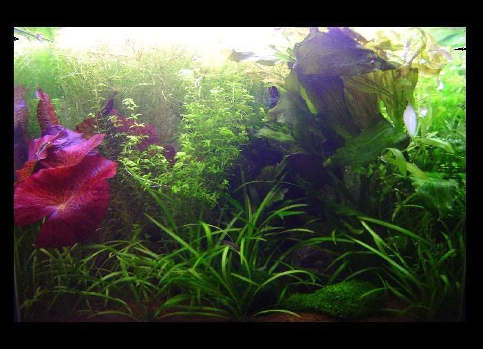 overgrown.jpg