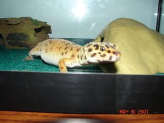 tank2009.jpg