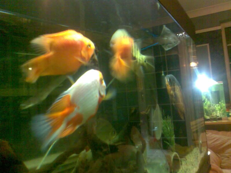 Fishboy019.jpg
