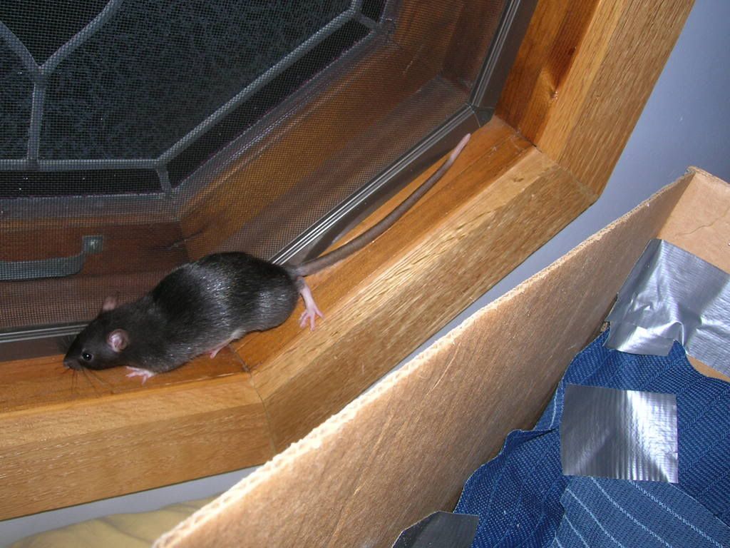 Rattie1015.jpg