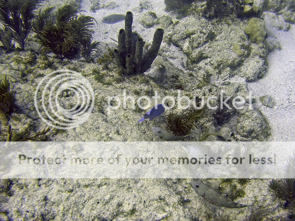 softcoralsandfish0107.jpg