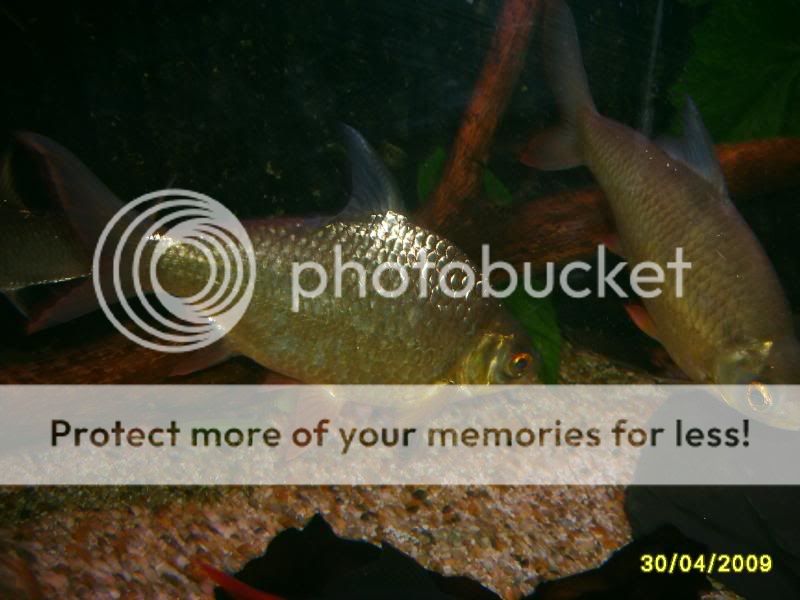 newoakwoodtanklook025.jpg