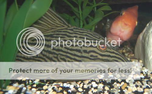 040307jimparrot.jpg