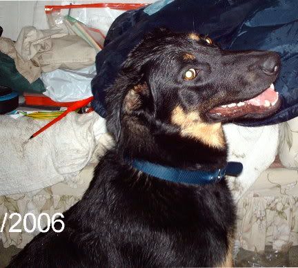 Wetdog.jpg
