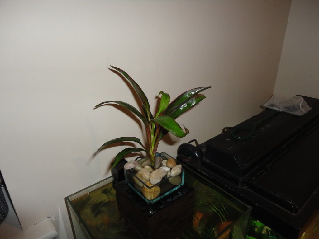 DSC00417.jpg