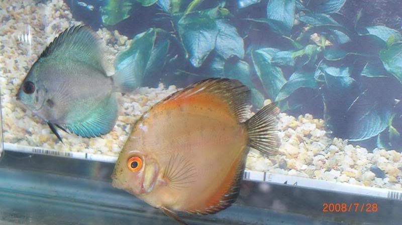Discus14.jpg