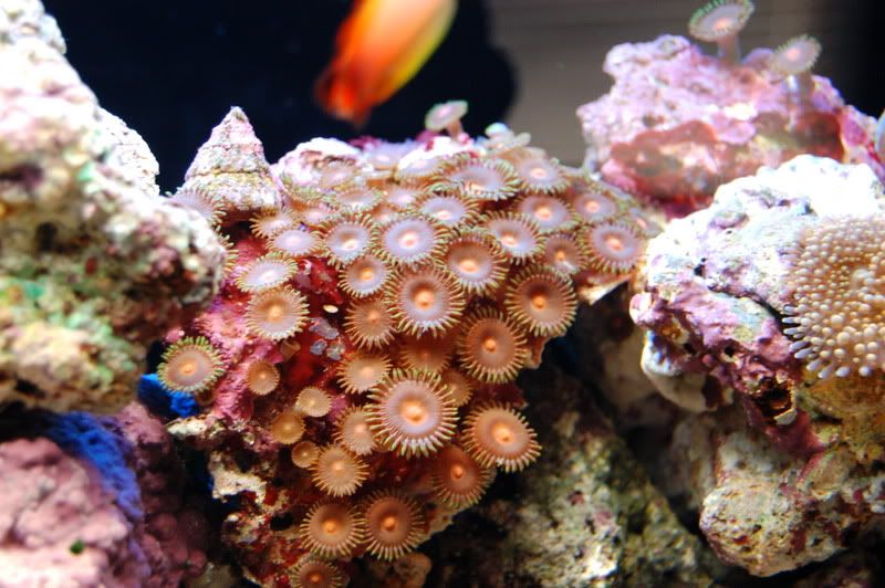 DSC_0085.jpg