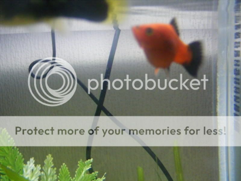 2008_0819fish0012.jpg