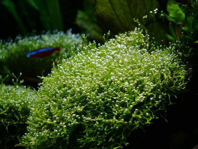 riccia3aug05.jpg