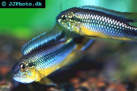 apistogramma_agassizii_1.jpg