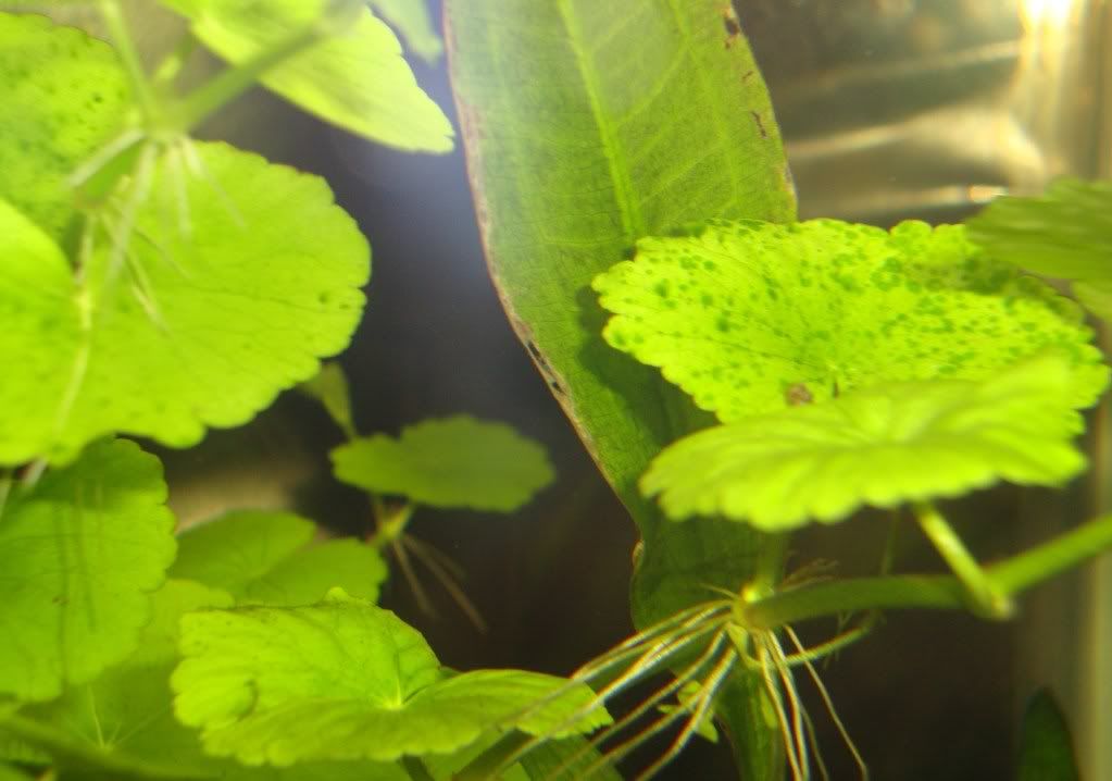 algea.jpg