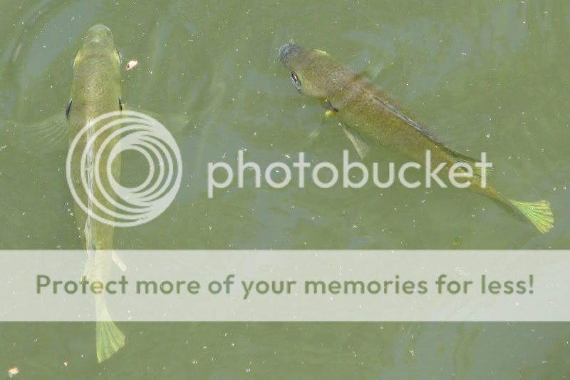 Fish1.jpg