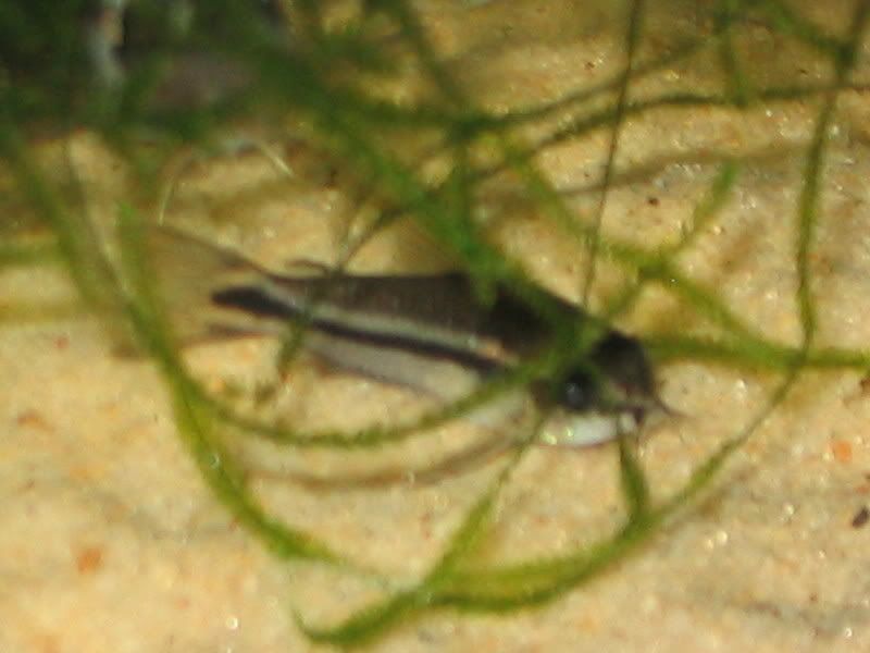 Pygmy1.jpg