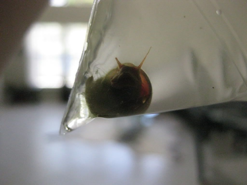BabyGar008.jpg