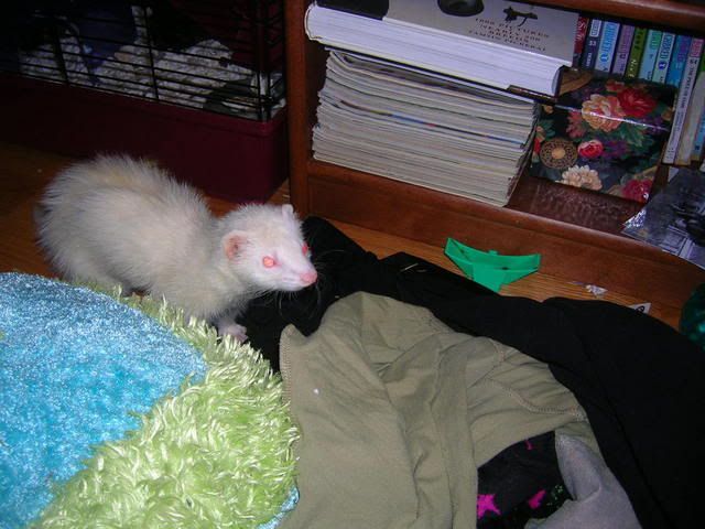 fuzzies057.jpg