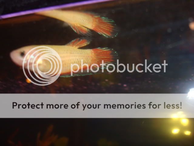 bettas055.jpg