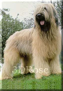 fawnbriard.jpg