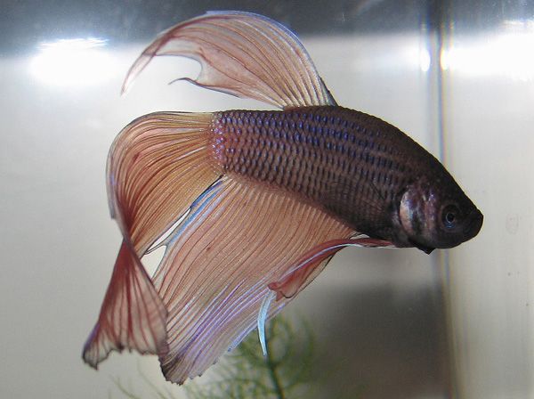 newbetta.jpg