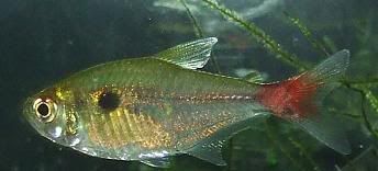 unknownfish.jpg