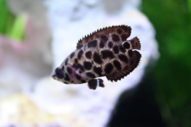 FishTank26-04-09038.jpg