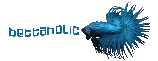 bettaholic3.gif