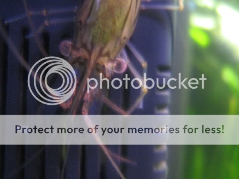 macro02b003.jpg