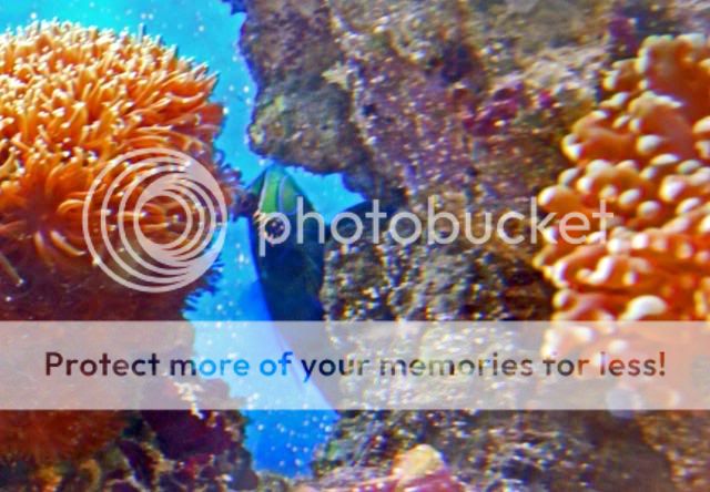 2009_0721Reef0060a.jpg
