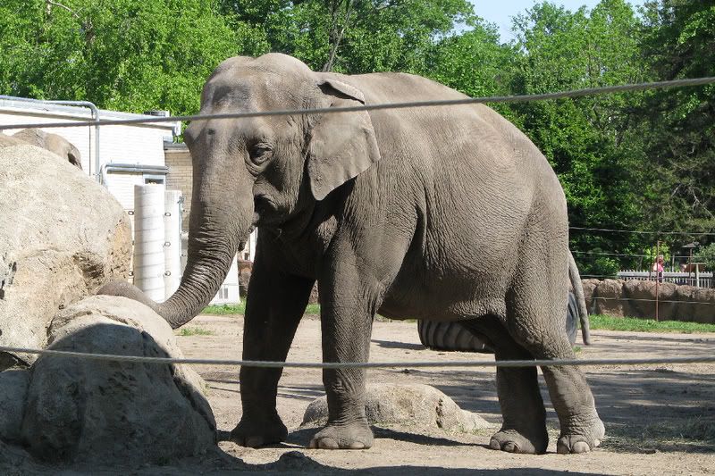 AsianElephant1.jpg