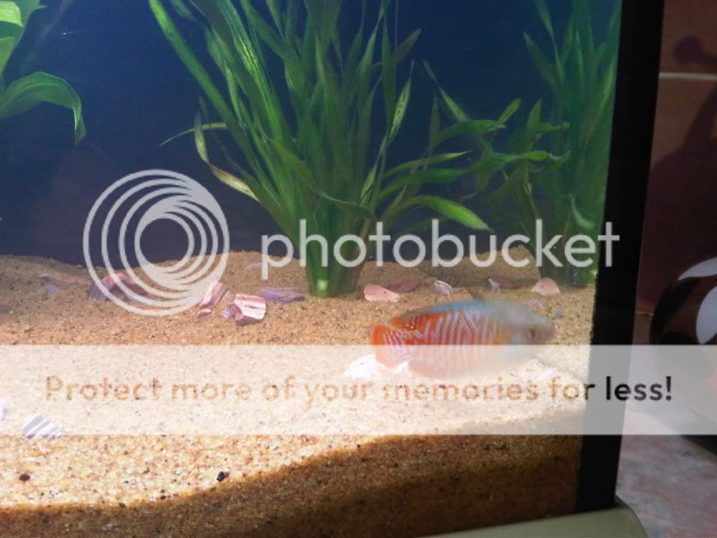 rescape6.jpg