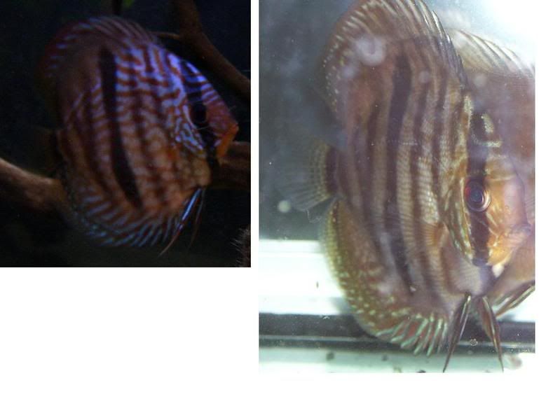 discus-1.jpg