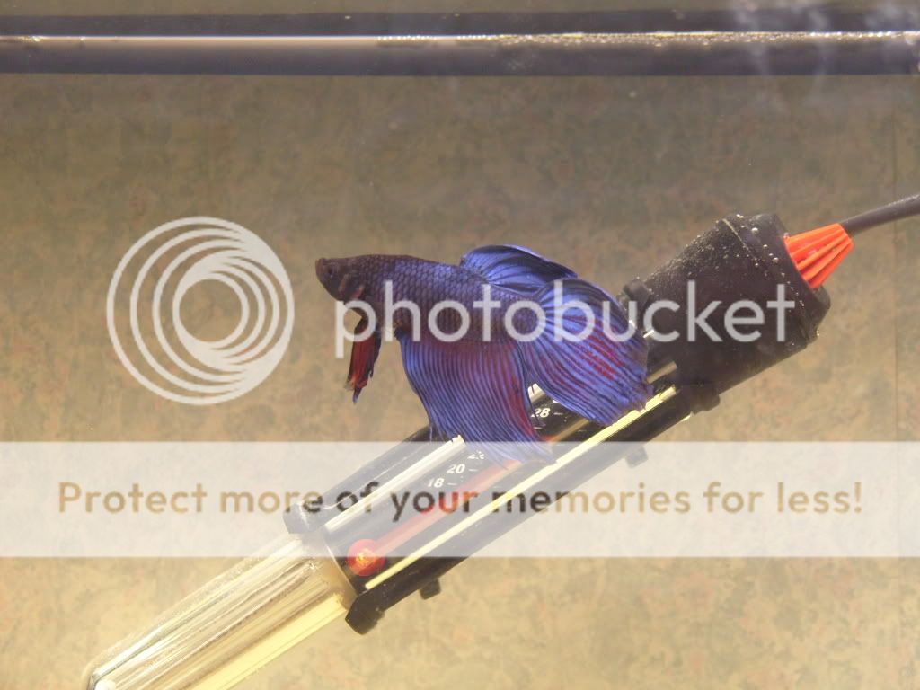 S1050031.jpg
