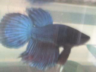 betta.jpg