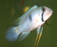 A-pandurini-male-icon.jpg