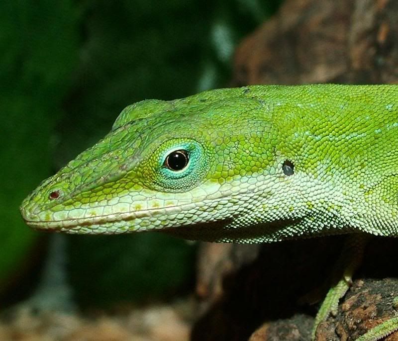 GreenAnole.jpg