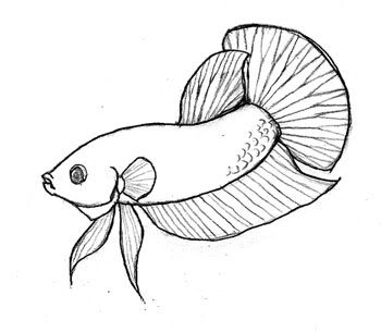 betta.jpg