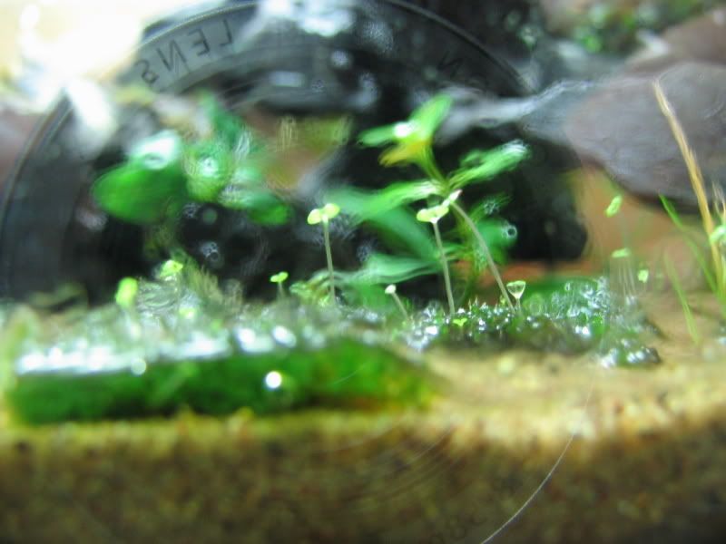 25growth007.jpg