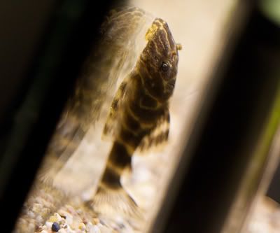 fishies-6.jpg