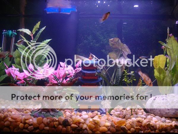 mollytank.jpg