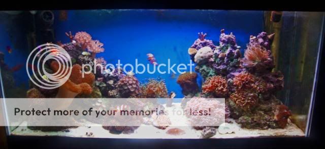 2009_0831Reef0034.jpg