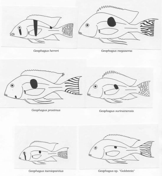 Geophagus_Glance_2_websize.jpg