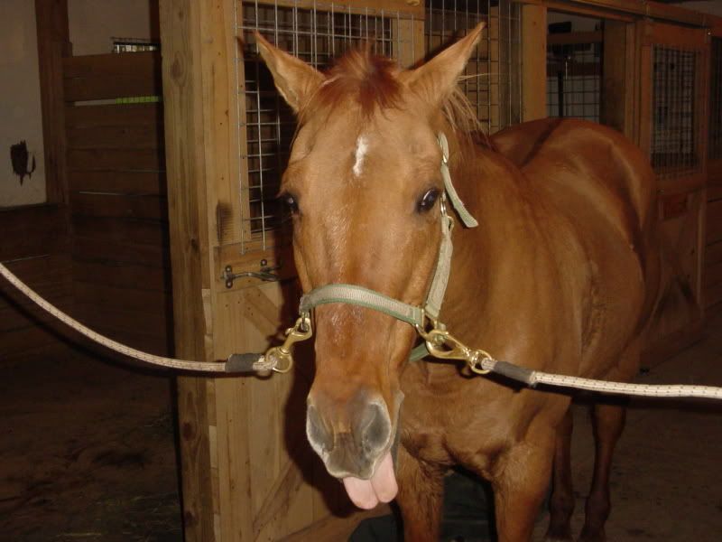 yayponies008.jpg