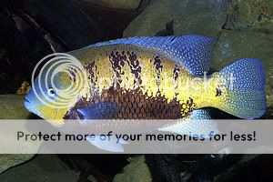 fish.jpg