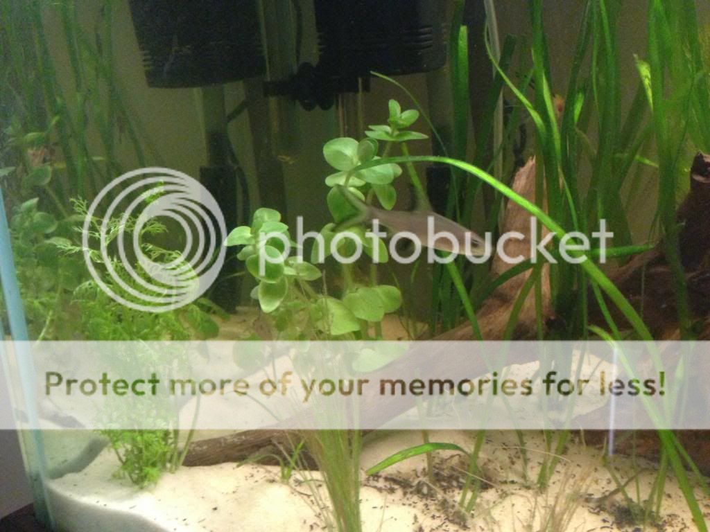 iPhone021_zps1945e0db.jpg