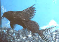 Synodontis_eupterusAQ.jpg
