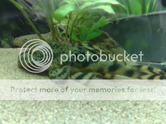 11082008131.jpg