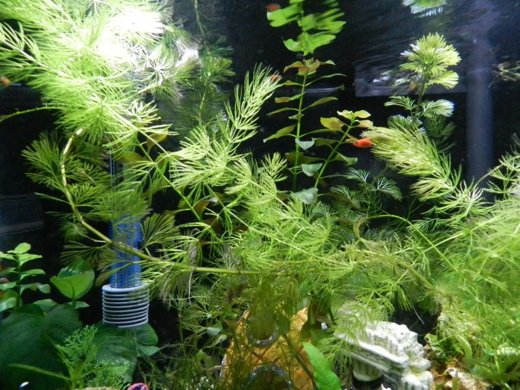DSCN5496.jpg