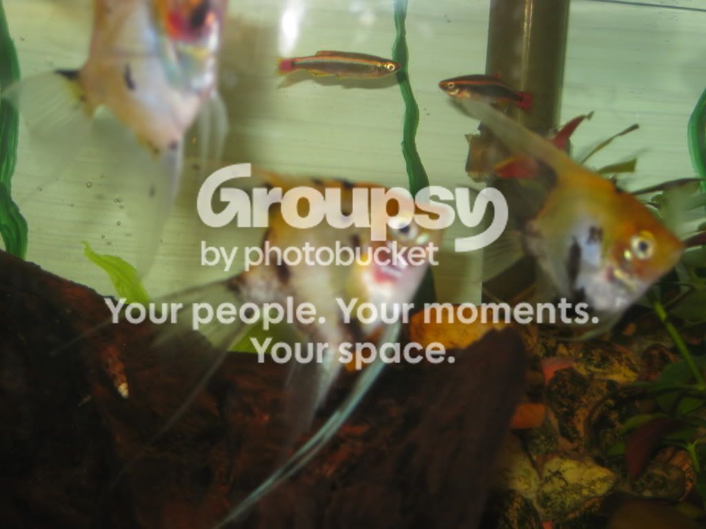 SpringFishExpo10053.jpg