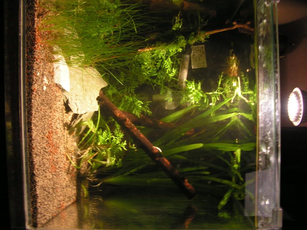 PICT0920.jpg