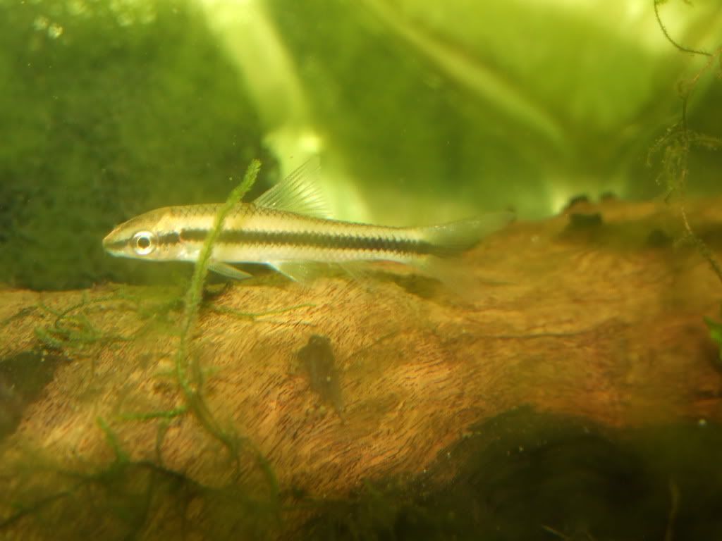 MobytheGoby454.jpg